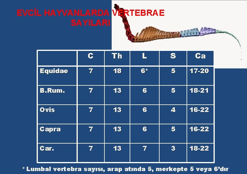 EVCİL HAYVANLARDA VERTEBRAE SAYILARI C Th L S Ca Equidae 7 18 6* 5 EVCİL HAYVANLARDA VERTEBRAE SAYILARI C Th L S Ca Equidae 7 18 6* 5