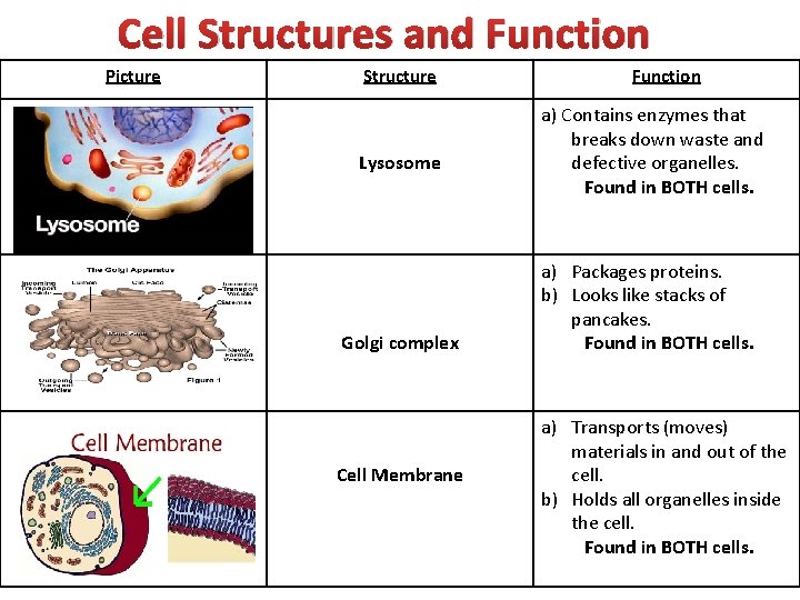 Cell Structures and Function Picture Structure Lysosome Golgi complex Cell Membrane Function a) Contains