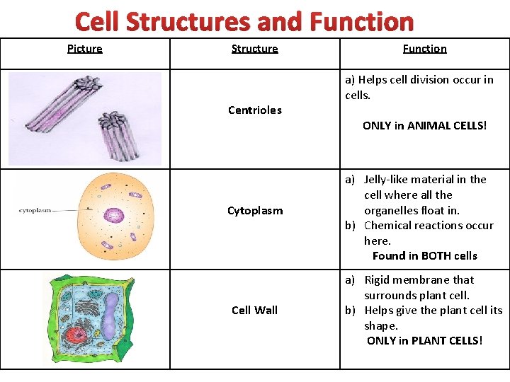 Cell Structures and Function Picture Structure Centrioles Cytoplasm Cell Wall Function a) Helps cell