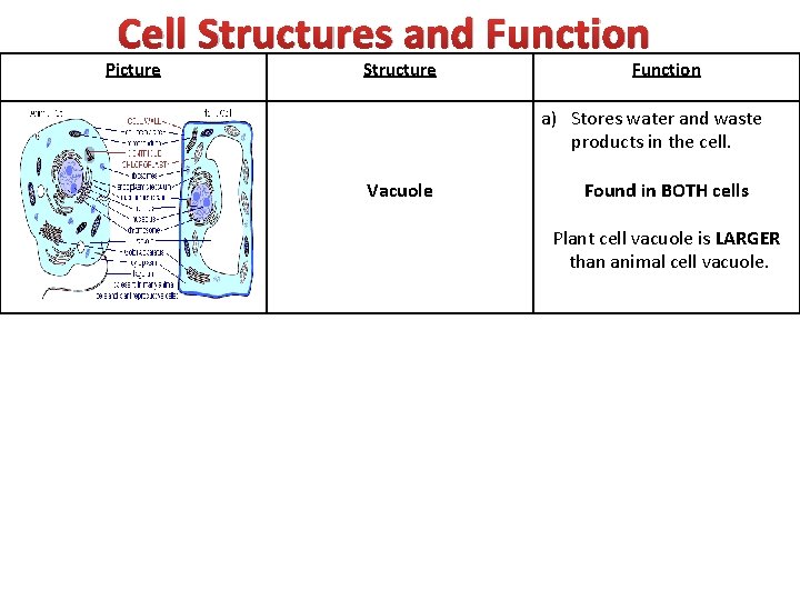 Cell Structures and Function Picture Structure Function a) Stores water and waste products in