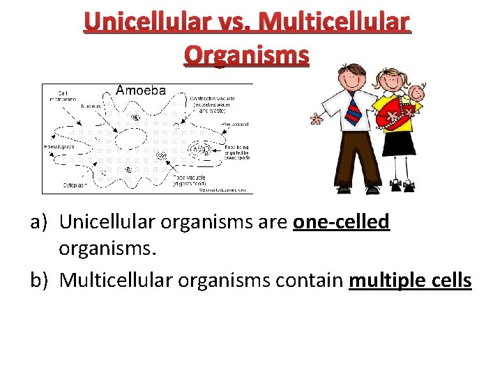 Unicellular vs. Multicellular Organisms a) Unicellular organisms are one-celled organisms. b) Multicellular organisms contain