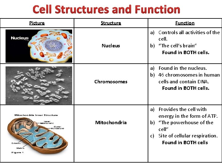 Cell Structures and Function Picture Structure Nucleus Chromosomes Mitochondria Function a) Controls all activities