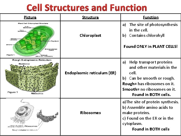 Cell Structures and Function Picture Structure Function Chloroplast a) The site of photosynthesis in