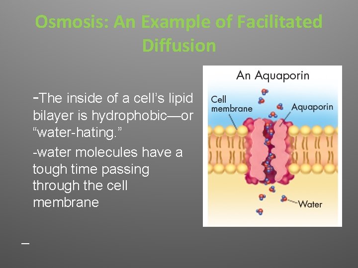 Osmosis: An Example of Facilitated Diffusion -The inside of a cell’s lipid bilayer is