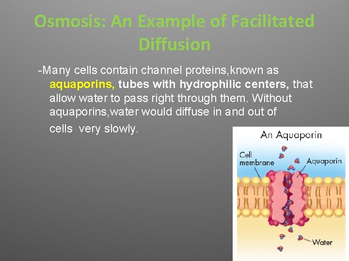 Osmosis: An Example of Facilitated Diffusion -Many cells contain channel proteins, known as aquaporins,