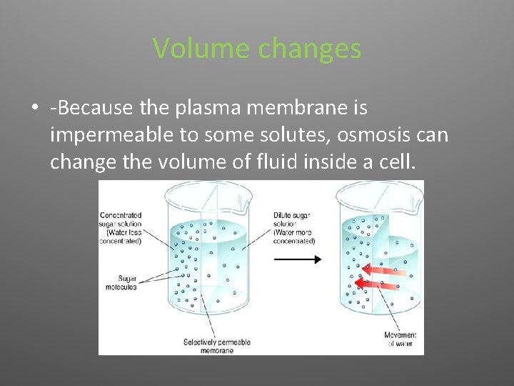 Volume changes • -Because the plasma membrane is impermeable to some solutes, osmosis can