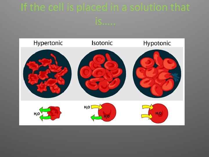 If the cell is placed in a solution that is…. . 