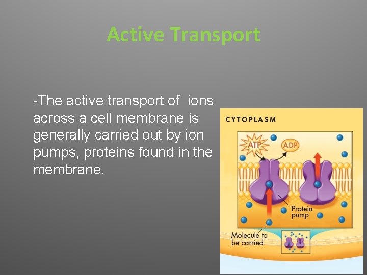 Active Transport -The active transport of ions across a cell membrane is generally carried