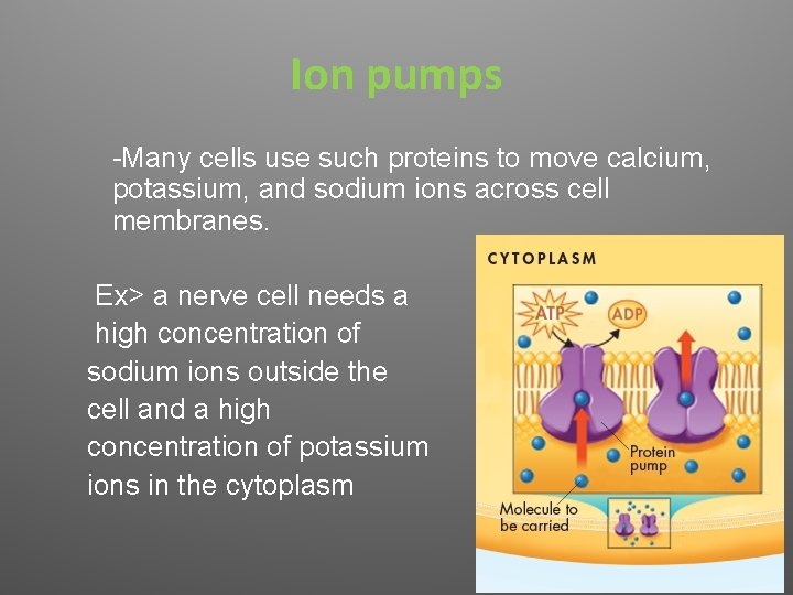 Ion pumps -Many cells use such proteins to move calcium, potassium, and sodium ions
