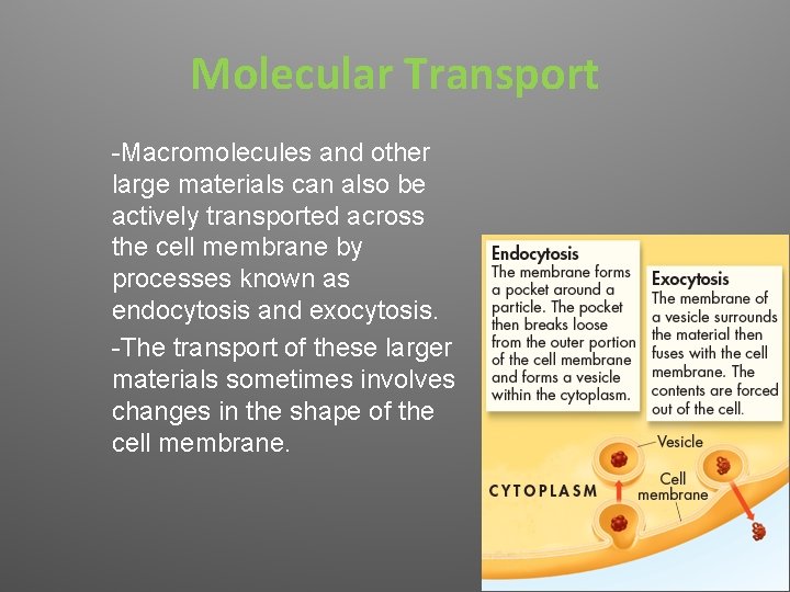 Molecular Transport -Macromolecules and other large materials can also be actively transported across the