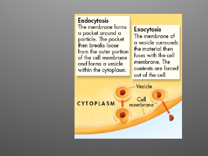 Exocytosis 