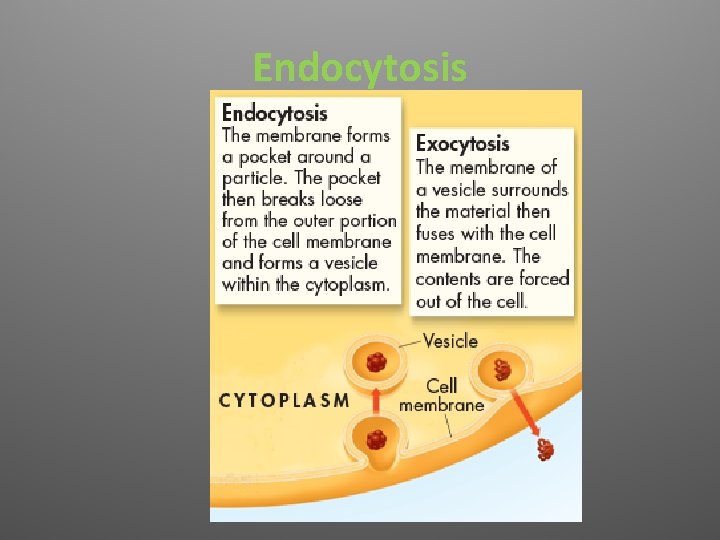 Endocytosis 