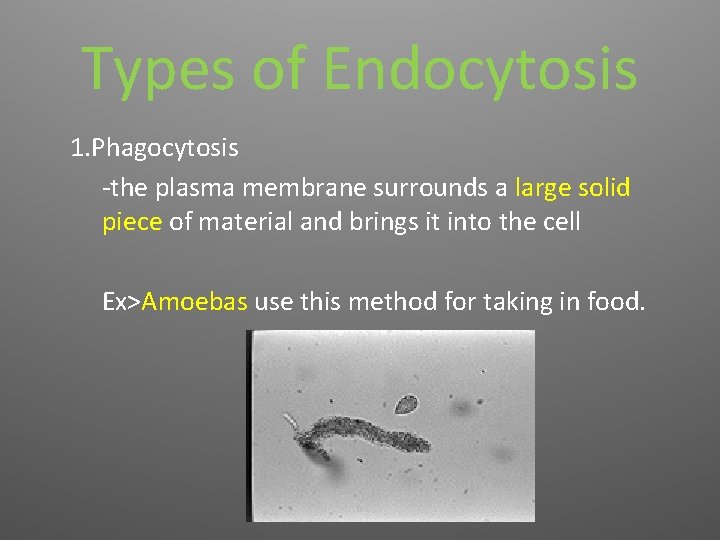 Types of Endocytosis 1. Phagocytosis -the plasma membrane surrounds a large solid piece of
