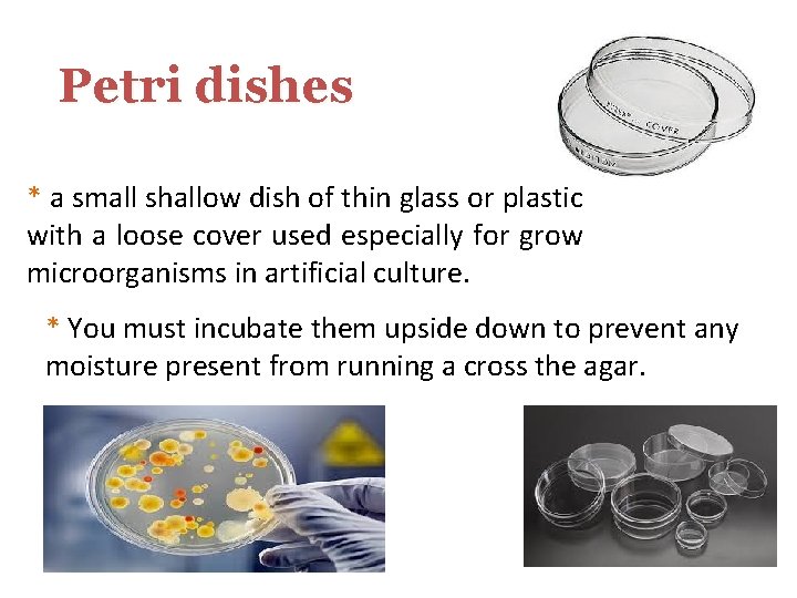 Petri dishes * a small shallow dish of thin glass or plastic with a