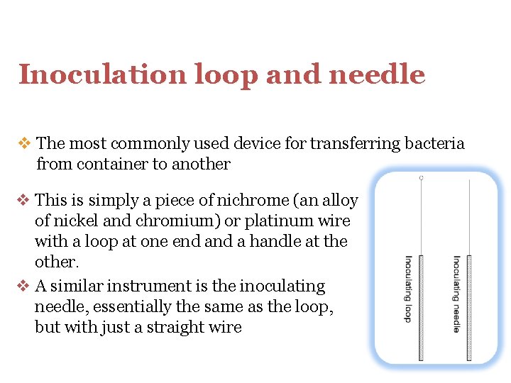 Inoculation loop and needle v The most commonly used device for transferring bacteria from
