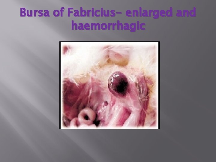 Bursa of Fabricius- enlarged and haemorrhagic 