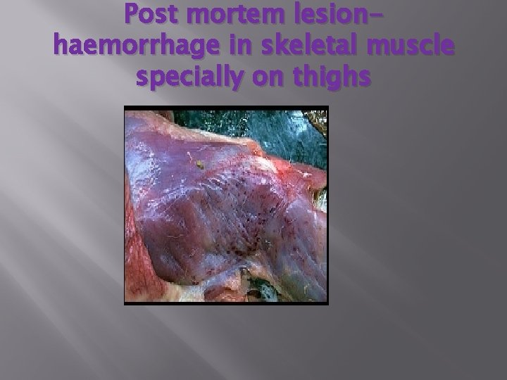 Post mortem lesionhaemorrhage in skeletal muscle specially on thighs 