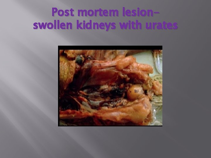 Post mortem lesionswollen kidneys with urates 