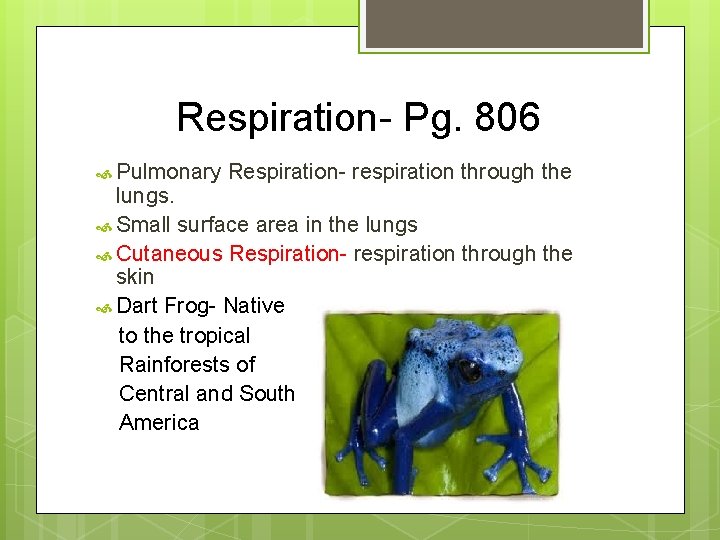 Respiration- Pg. 806 Pulmonary Respiration- respiration through the lungs. Small surface area in the