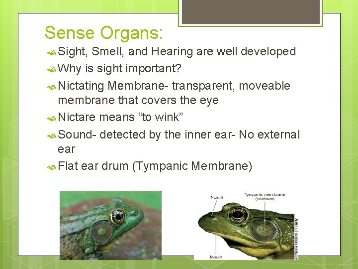 Sense Organs: Sight, Smell, and Hearing are well developed Why is sight important? Nictating