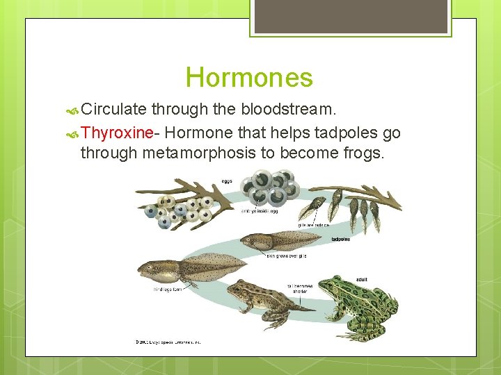 Hormones Circulate through the bloodstream. Thyroxine- Hormone that helps tadpoles go through metamorphosis to