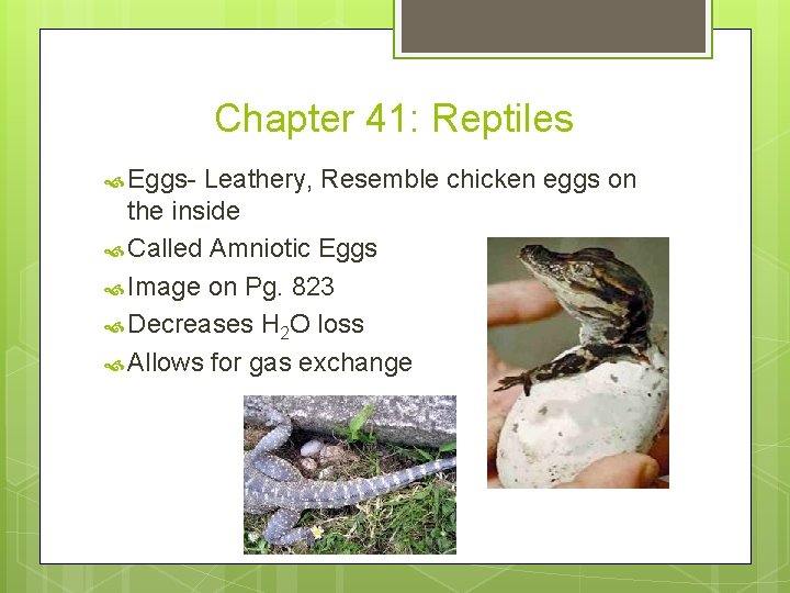 Chapter 41: Reptiles Eggs- Leathery, Resemble chicken eggs on the inside Called Amniotic Eggs