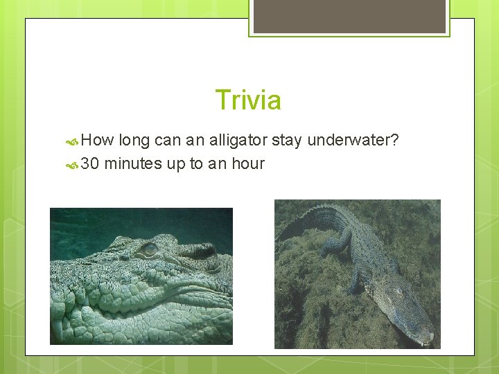 Trivia How long can an alligator stay underwater? 30 minutes up to an hour