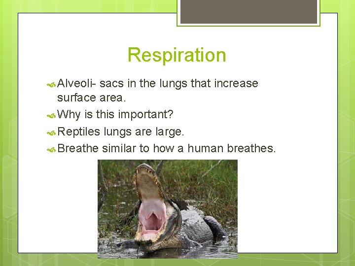 Respiration Alveoli- sacs in the lungs that increase surface area. Why is this important?