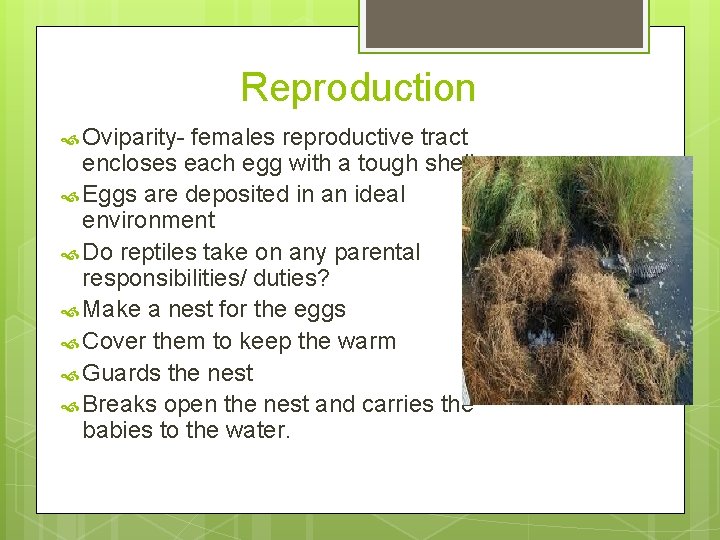 Reproduction Oviparity- females reproductive tract encloses each egg with a tough shell. Eggs are