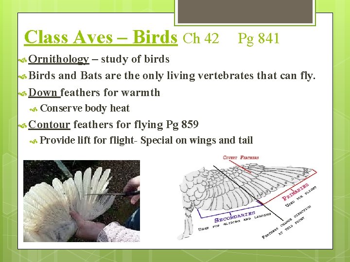 Class Aves – Birds Ch 42 Pg 841 Ornithology – study of birds Birds