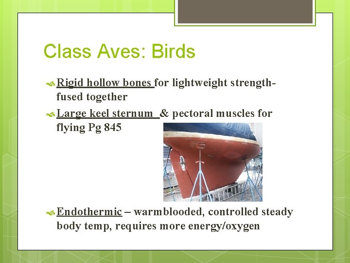 Class Aves: Birds Rigid hollow bones for lightweight strengthfused together Large keel sternum &