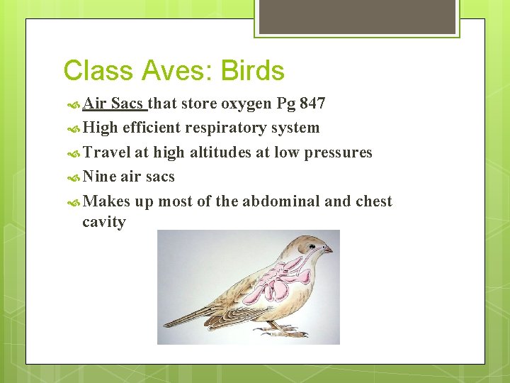 Class Aves: Birds Air Sacs that store oxygen Pg 847 High efficient respiratory system