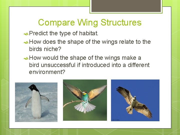 Compare Wing Structures Predict the type of habitat. How does the shape of the