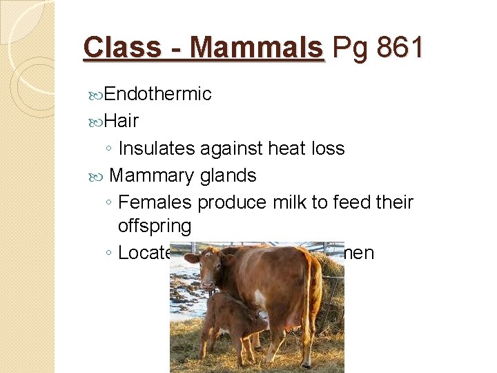 Class - Mammals Pg 861 Endothermic Hair ◦ Insulates against heat loss Mammary glands