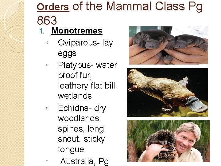 Orders of the Mammal Class Pg 863 1. ◦ ◦ Monotremes Oviparous- lay eggs