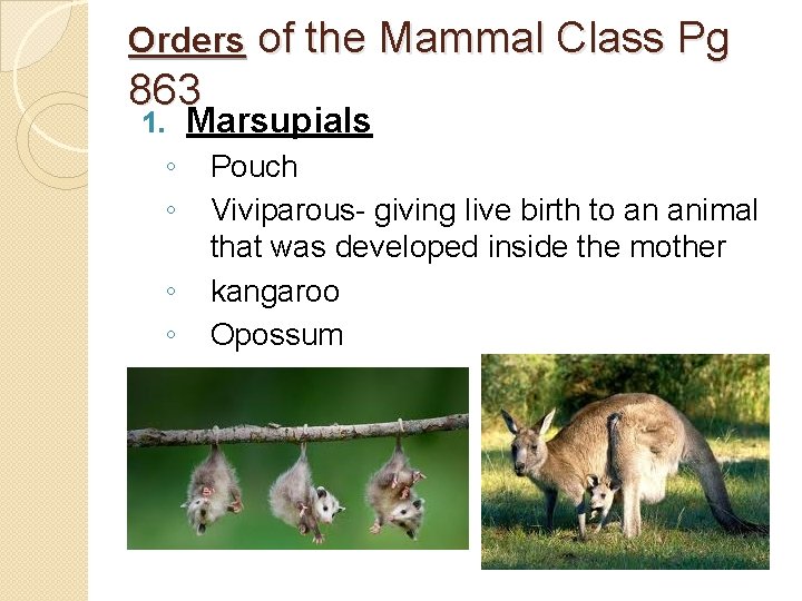 Orders of the Mammal Class Pg 863 1. ◦ ◦ Marsupials Pouch Viviparous- giving