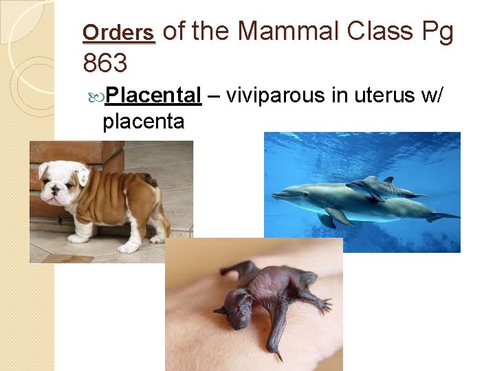 Orders of the Mammal Class Pg 863 Placental placenta – viviparous in uterus w/