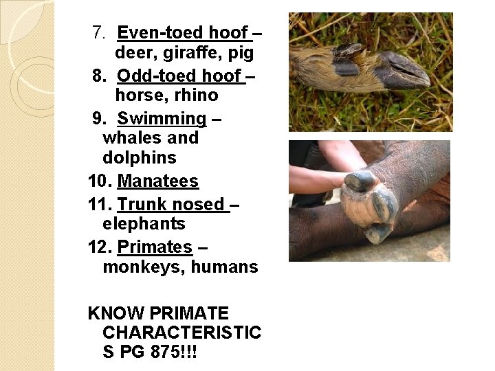 7. Even-toed hoof – deer, giraffe, pig 8. Odd-toed hoof – horse, rhino 9.