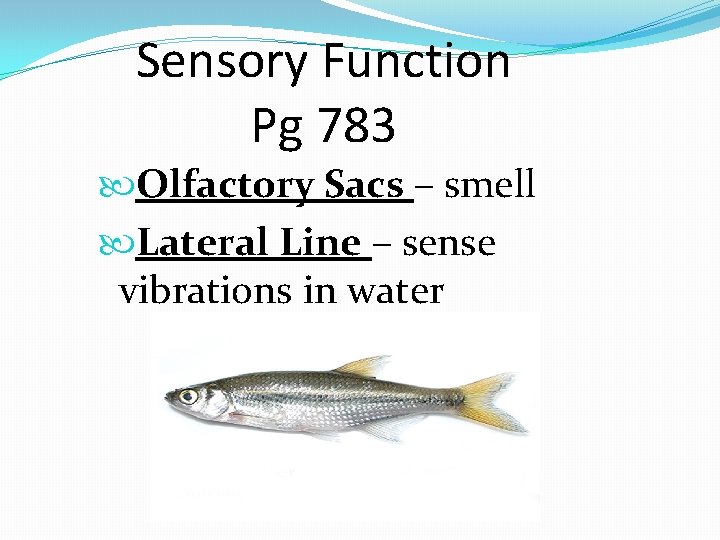 Sensory Function Pg 783 Olfactory Sacs – smell Lateral Line – sense vibrations in