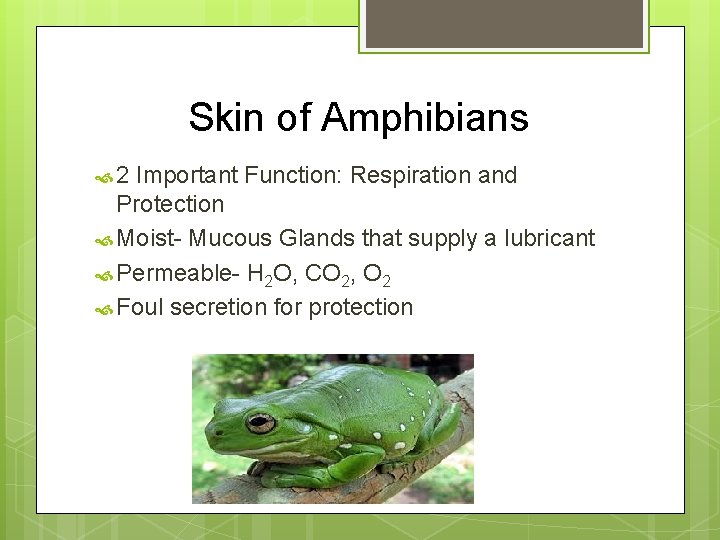 Skin of Amphibians 2 Important Function: Respiration and Protection Moist- Mucous Glands that supply
