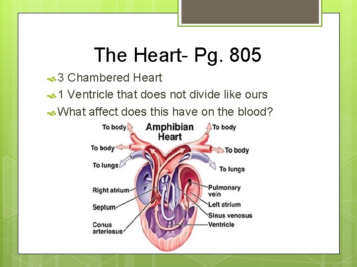 The Heart- Pg. 805 3 Chambered Heart 1 Ventricle that does not divide like