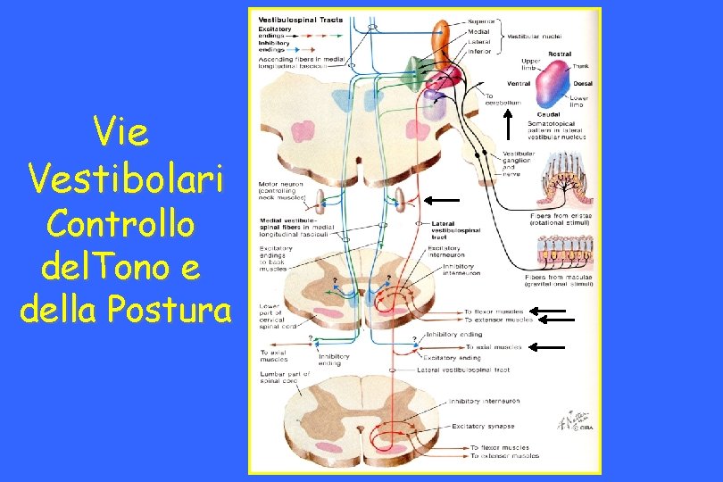 Vie Vestibolari Controllo del. Tono e della Postura 