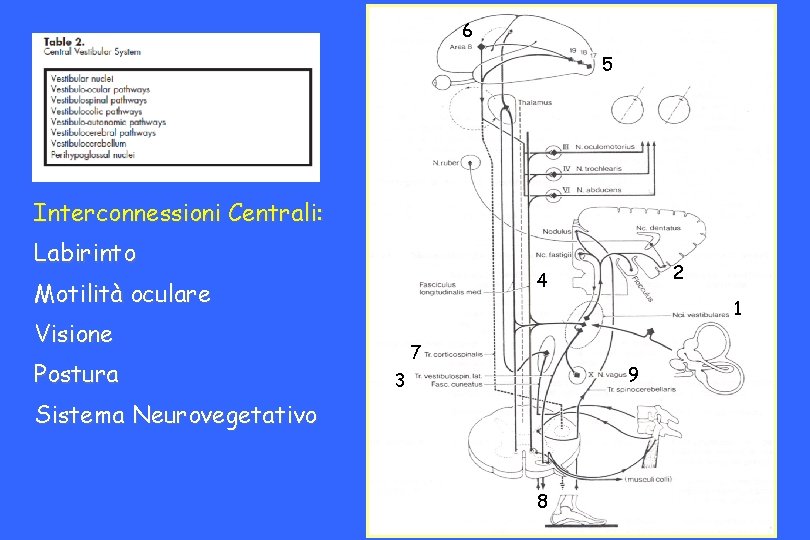 6 5 Interconnessioni Centrali: Labirinto Motilità oculare 1 Visione Postura 2 4 7 9