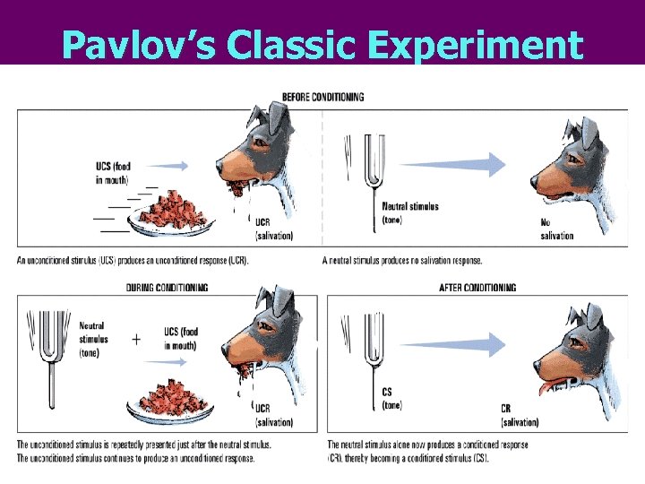 Pavlov’s Classic Experiment 