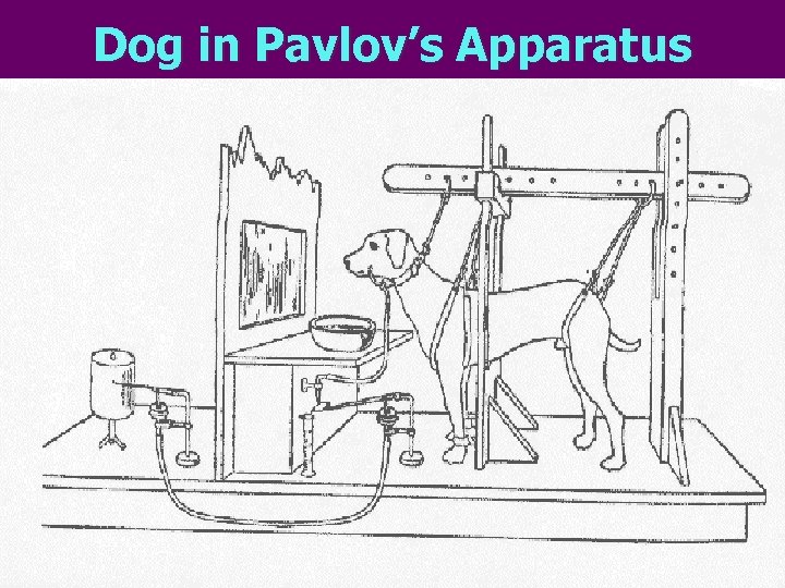 Dog in Pavlov’s Apparatus l 
