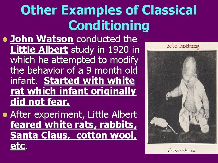Other Examples of Classical Conditioning l John Watson conducted the Little Albert study in