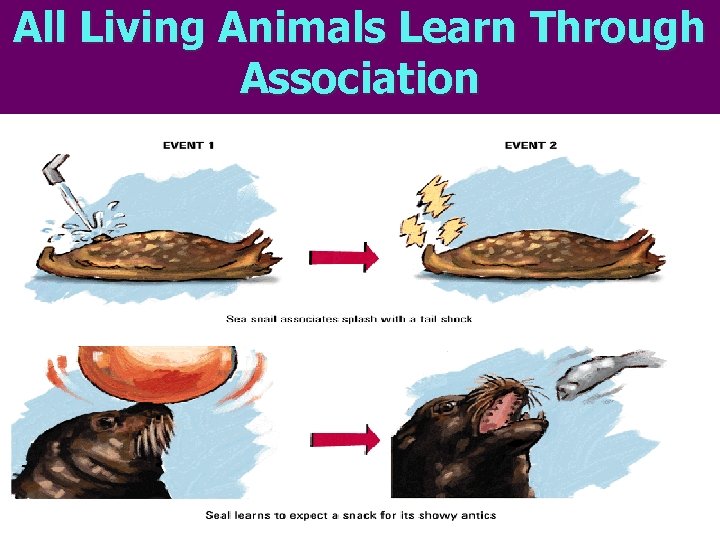 All Living Animals Learn Through Association 
