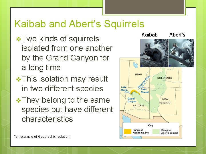 Kaibab and Abert’s Squirrels v Two kinds of squirrels isolated from one another by Kaibab and Abert’s Squirrels v Two kinds of squirrels isolated from one another by