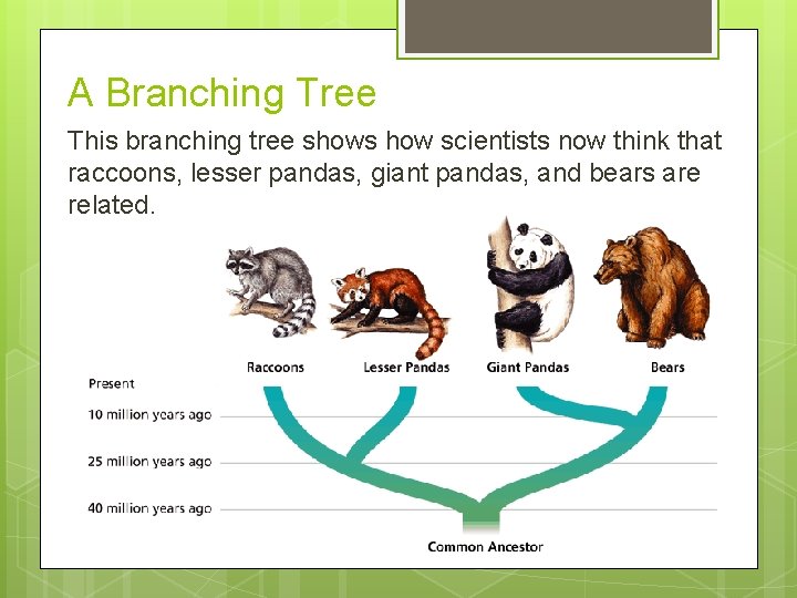 A Branching Tree This branching tree shows how scientists now think that raccoons, lesser A Branching Tree This branching tree shows how scientists now think that raccoons, lesser