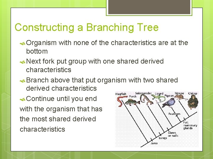 Constructing a Branching Tree Organism with none of the characteristics are at the bottom Constructing a Branching Tree Organism with none of the characteristics are at the bottom
